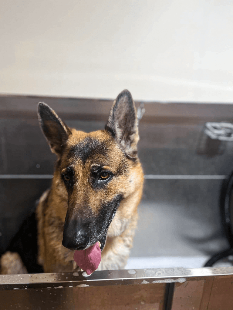 gros chien dans le bain chez le toiletteur