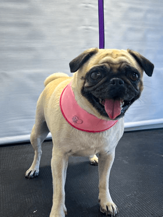 petit carlin propre sur la table de toilettage