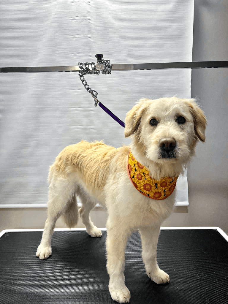 petit chien propre sur la table de toilettage