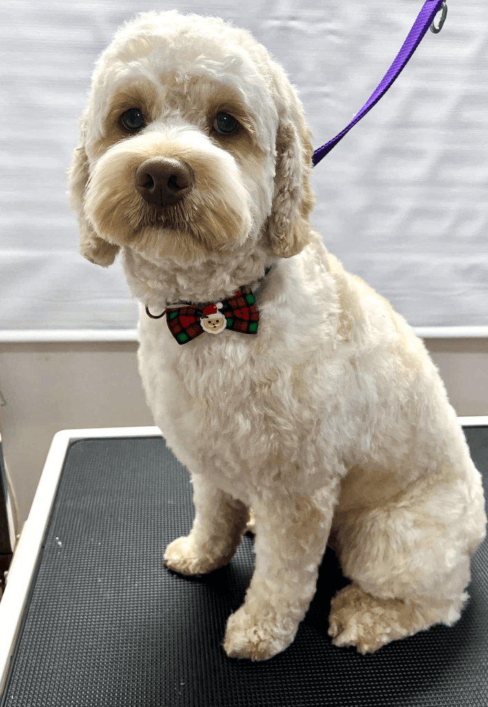 chien propre sur la table de toilettage