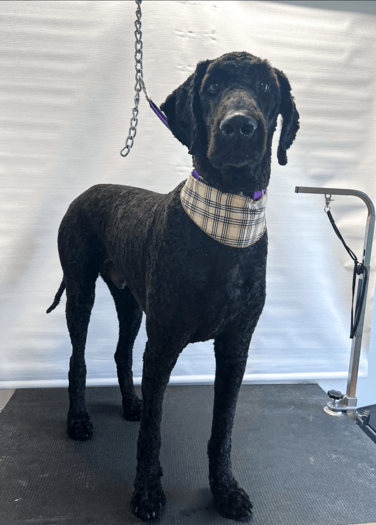 gros chien propre sur la table de toilettage