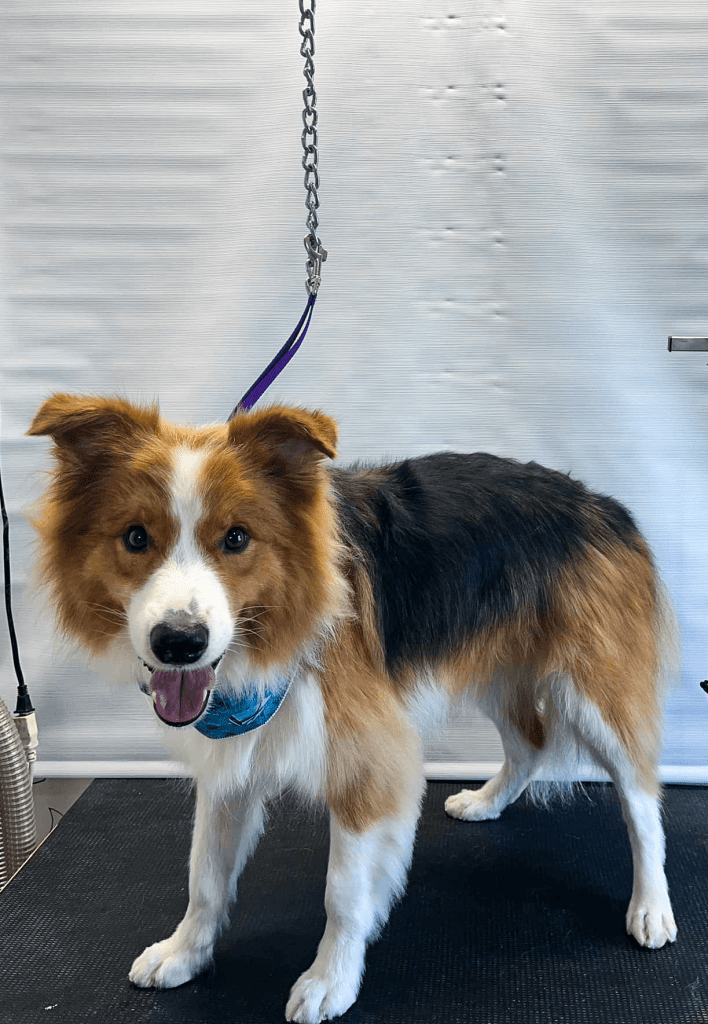 petit chien propre sur la table de toilettage